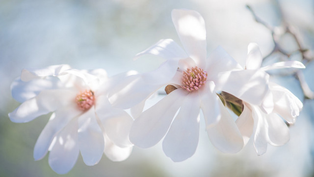 White flower closeup sky background free wallpaper for desktop - medium preview image