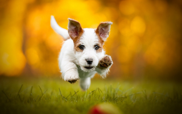 Dog running field autumn blurry free wallpaper for desktop - medium preview image
