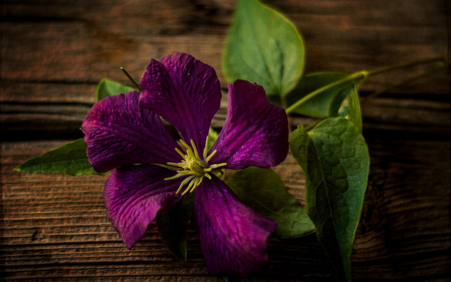 Purple flower green leaves wooden free wallpaper for desktop - medium preview image