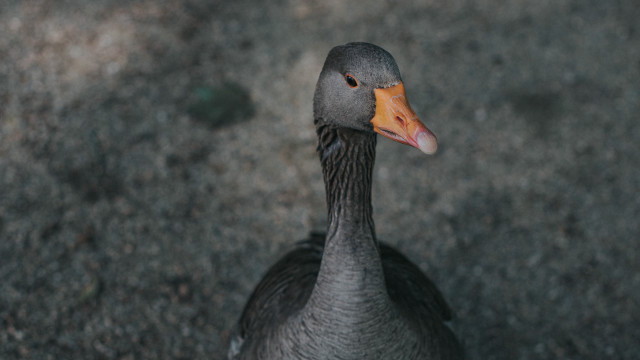 Duck beak pavement gravel grass free wallpaper for desktop - medium preview image