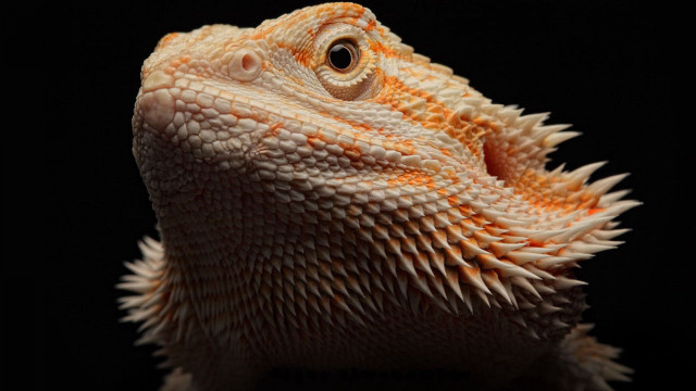 Lizard head closeup black background free wallpaper for desktop - medium preview image