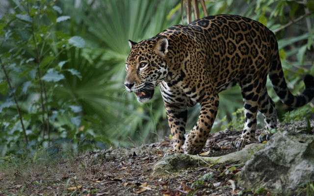 Leopard forest leaves bush camouflage free wallpaper for desktop - medium preview image