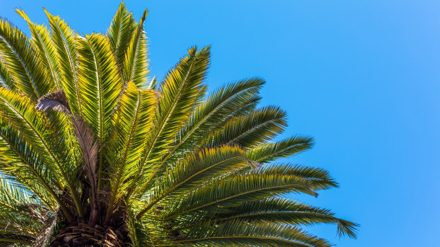 Palm tree bird blue sky free wallpaper for desktop - medium preview image