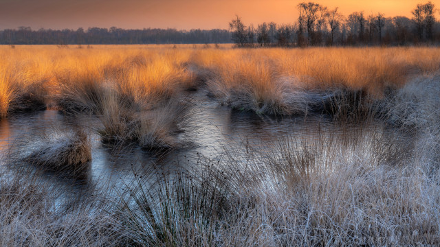 Field tallgrass water trees sunset free wallpaper for desktop - medium preview image