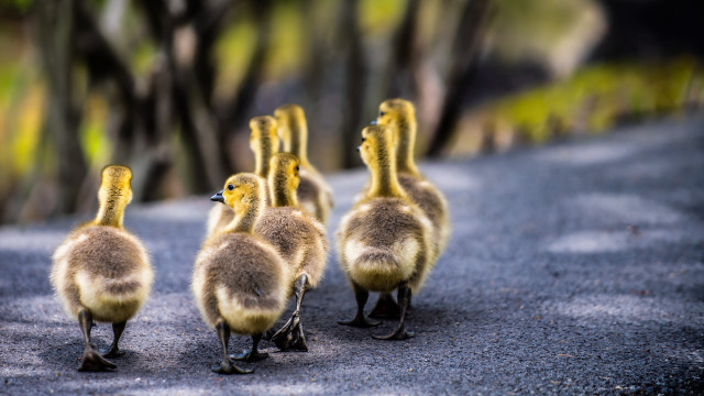 Ducks walking road trees bushes free wallpaper for desktop - medium preview image
