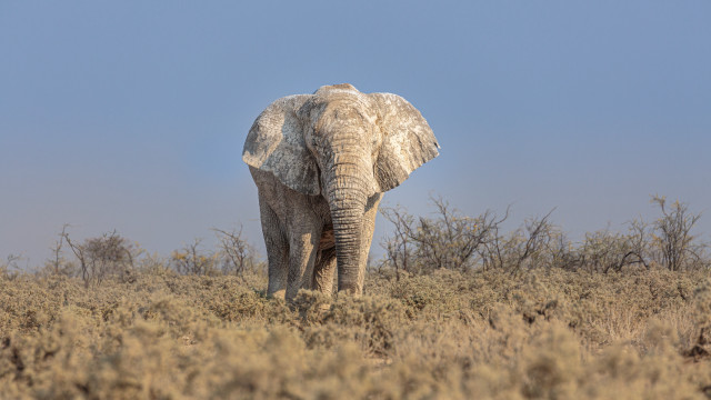 Elephant drygrass blueSky bushes nature free wallpaper for desktop - medium preview image