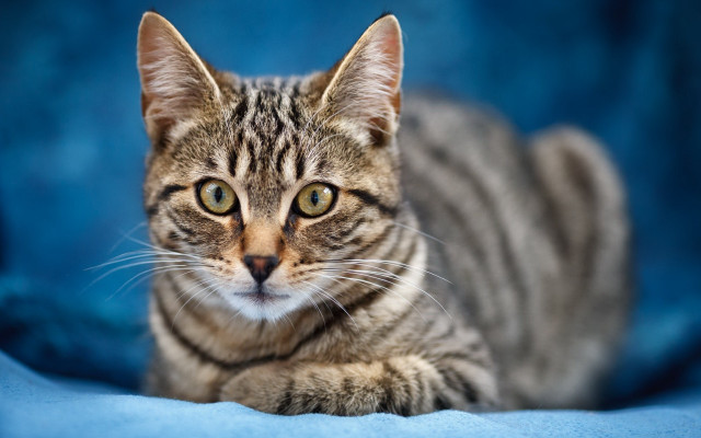 Cat serious blue blanket animal free wallpaper for desktop - medium preview image