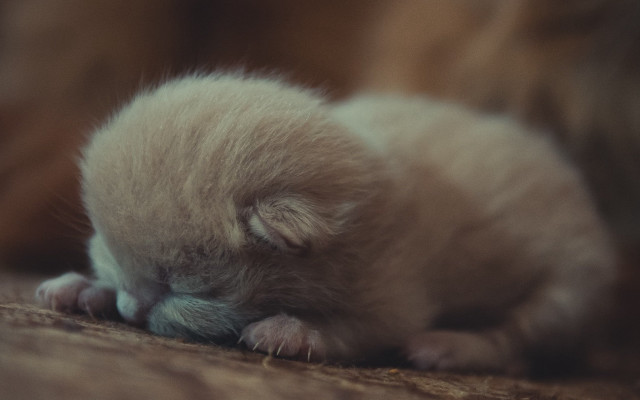 Small kitten sleeping floor blurry free wallpaper for desktop - medium preview image