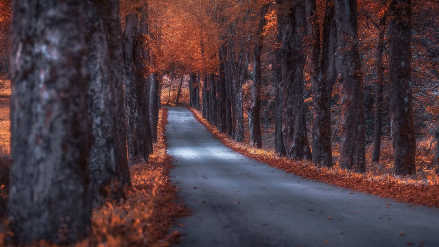 Autumn forest road leaves city #2 free wallpaper for desktop - medium preview image