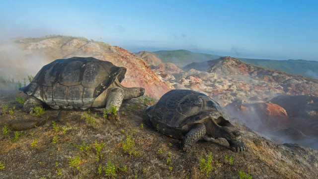 Turtles mountain hill sky ecological free wallpaper for desktop - medium preview image