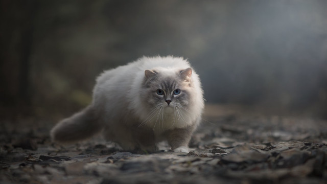 Cat leaf covered woods blurry free wallpaper for desktop - medium preview image