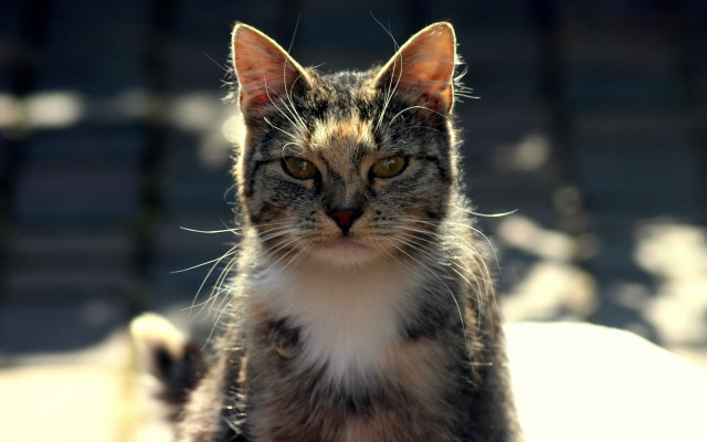 Cat bench looking at camera free wallpaper for desktop - medium preview image