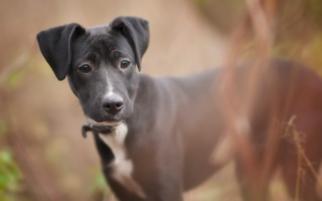 Shiba inu dog field blurry free wallpaper for desktop - medium preview image