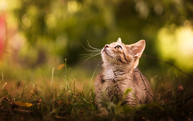 Kitten grass sitting looking up free wallpaper for desktop - medium preview image