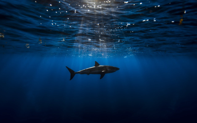 Shark ocean sunlight water hologram free wallpaper for desktop - medium preview image