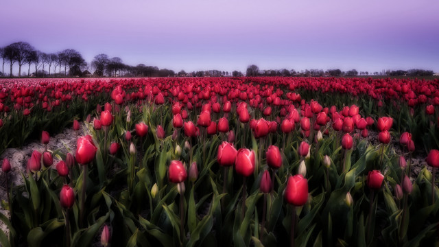 Red tulips dusk purple sky free wallpaper for desktop - medium preview image