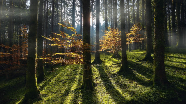 Forest sunshine volumetric light nature free wallpaper for desktop - medium preview image