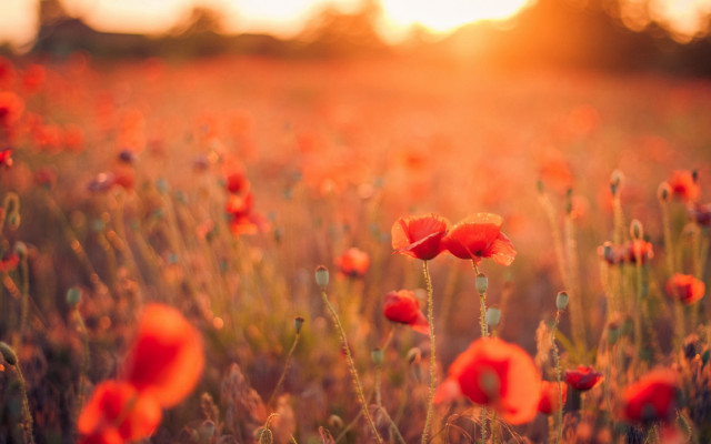 Sunset field red flowers autumn free wallpaper for desktop - medium preview image