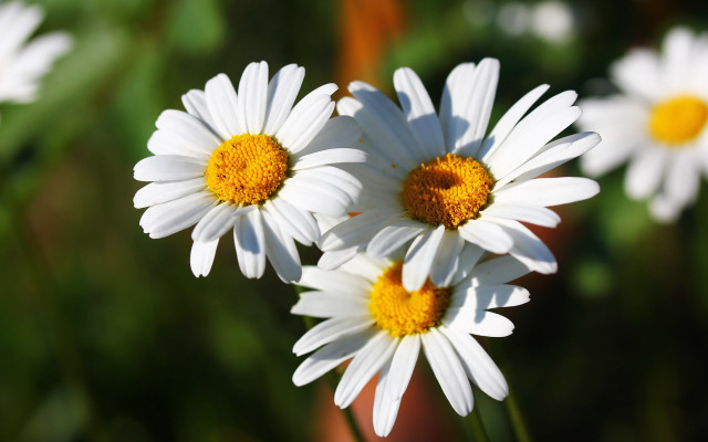 White flowers field bokeh macro #2 free wallpaper for desktop - medium preview image