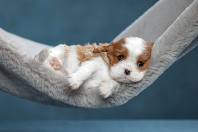 Small puppy hammock dog cute free wallpaper for desktop - medium preview image