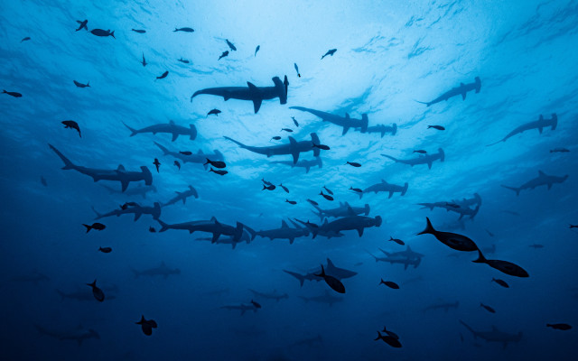 Ocean sharks fish birds dolphins free wallpaper for desktop - medium preview image