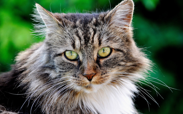 Cat green eyes blurry background #9 free wallpaper for desktop - medium preview image