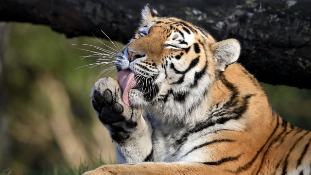 Tiger yawning tree branch zoo free wallpaper for desktop - medium preview image