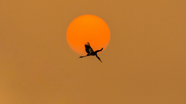 Bird silhouette sun moon hazy free wallpaper for desktop - medium preview image
