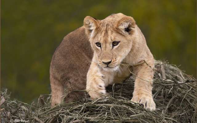 Lion cub hay grass wildlife free wallpaper for desktop - medium preview image