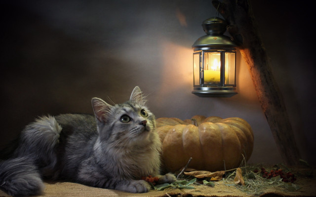 Cat lantern pumpkin stilllife autumn free wallpaper for desktop - medium preview image