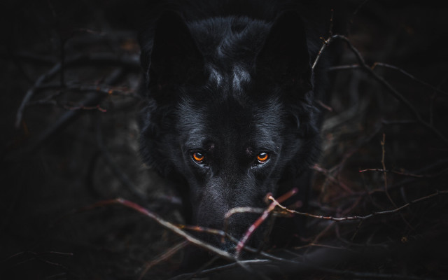 Black wolf orange eyes dark free wallpaper for desktop - medium preview image