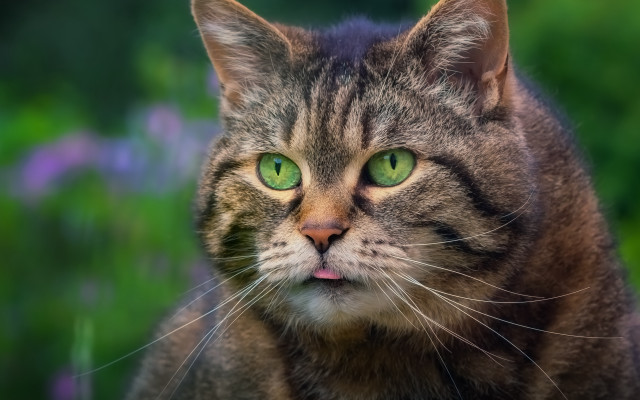 Cat green eyes blurry flower #2 free wallpaper for desktop - medium preview image