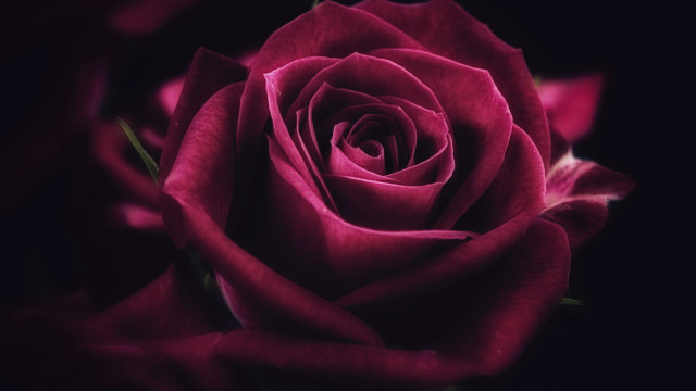 Red rose macro blurry flower free wallpaper for desktop - medium preview image
