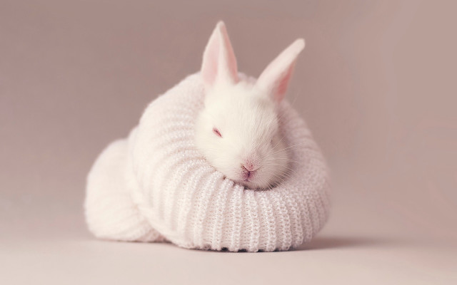White rabbit sweater sleeping beatrix free wallpaper for desktop - medium preview image