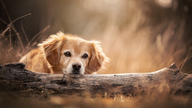 Dog over log woods grass free wallpaper for desktop - medium preview image