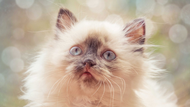 Cat blue eyes rococo realistic free wallpaper for desktop - medium preview image