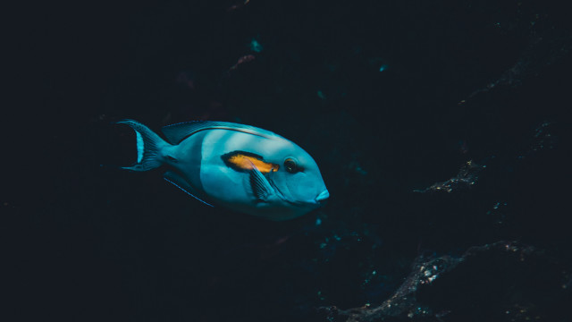 Blue fish yellow eye night free wallpaper for desktop - medium preview image