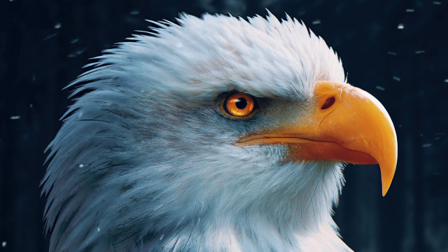 Bald eagle bright eye black free wallpaper for desktop - medium preview image