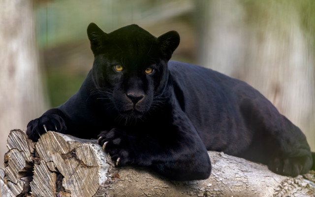 Black panther lying log forest free wallpaper for desktop - medium preview image