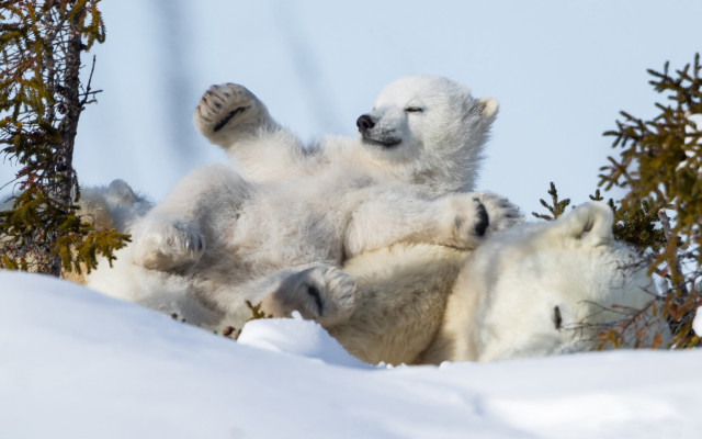 Polar bear cub playing snow #2 free wallpaper for desktop - medium preview image