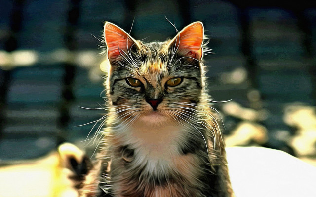 Cat bench photorealistic blurry depthoffield free wallpaper for desktop - medium preview image