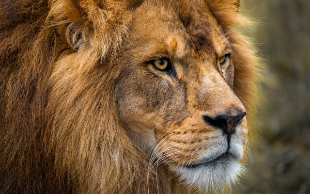 Lion closeup nature photography hairy free wallpaper for desktop - medium preview image