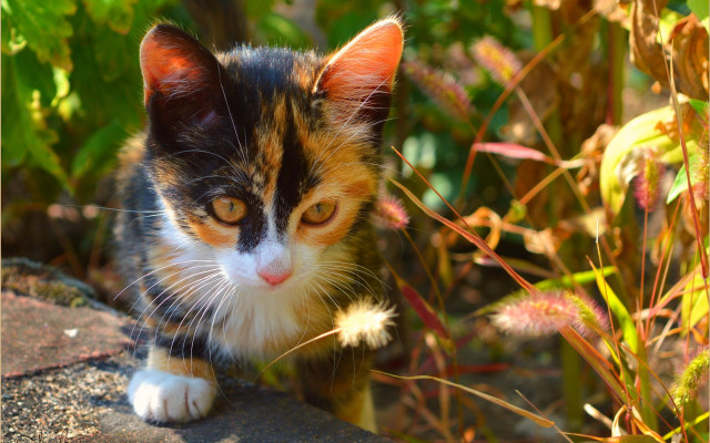 Curious cat on rock in free wallpaper for desktop - medium preview image