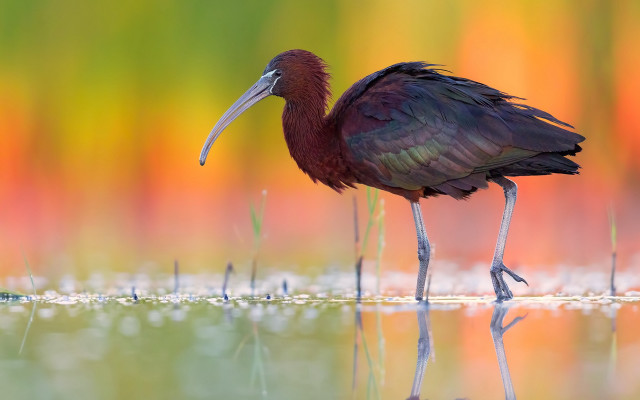 Bird water grass flowers impressionist free wallpaper for desktop - medium preview image