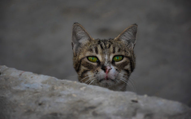 Cat green eyes rock wall free wallpaper for desktop - medium preview image