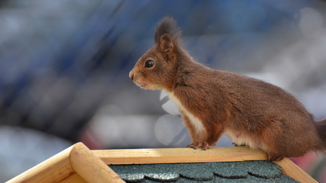 Squirrel birdhouse tiltshift ecological animal free wallpaper for desktop - medium preview image