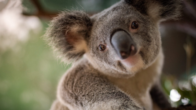 Koala tree camera blurry background free wallpaper for desktop - medium preview image