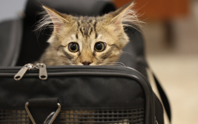 Cat suitcase chain wide eyes free wallpaper for desktop - medium preview image