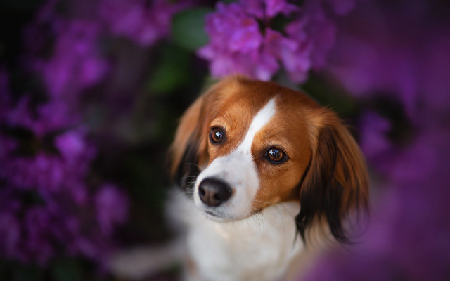 Dog purple flowers blurry bokeh free wallpaper for desktop - medium preview image