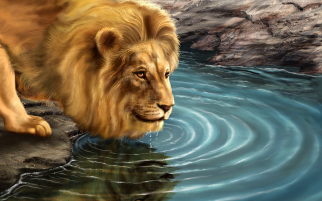 Lion standing water reflection camera free wallpaper for desktop - medium preview image